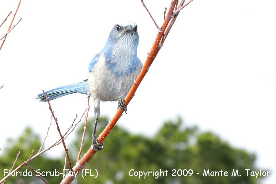 Florida Scrub-Jay -winter- (Merritt Island NWR, Florida)