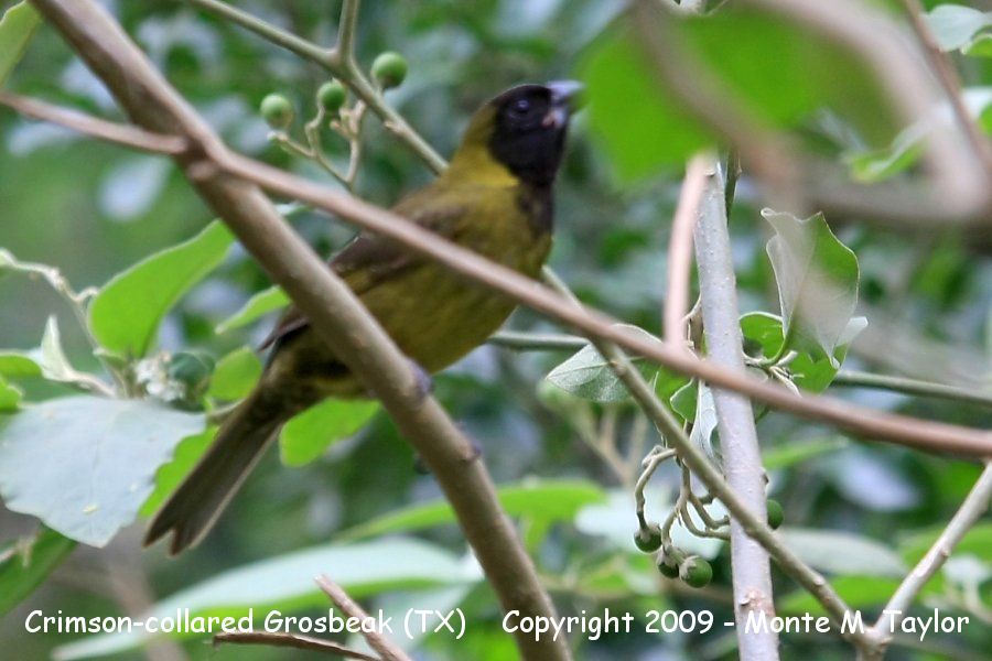 Crimson-collared Grosbeak -female- (Frontera Audubon, Weslaco, Texas)