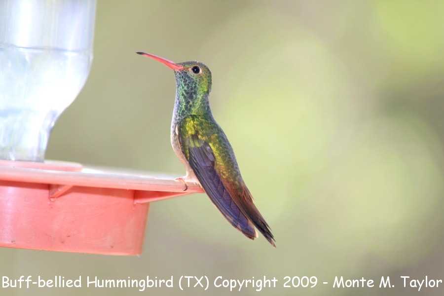 Buff-beasted Hummingbird -spring- (Texas)