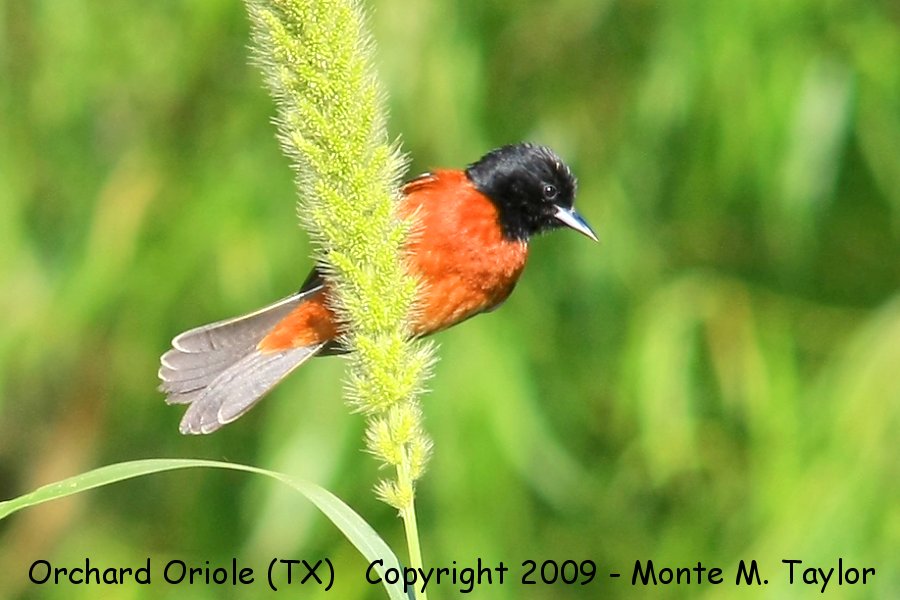 Orchard Oriole -spring male- (Texas)