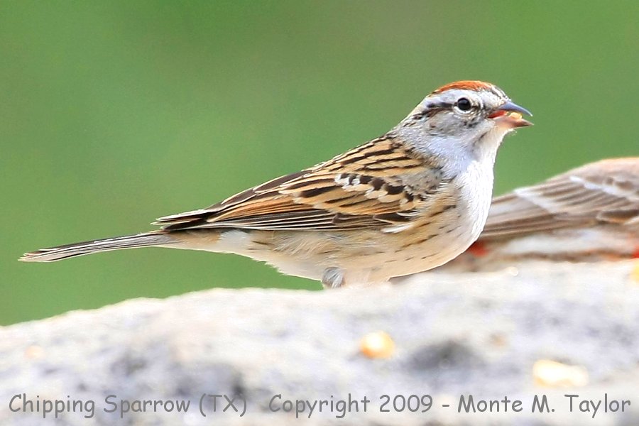 Chipping Sparrow -spring- (Texas)