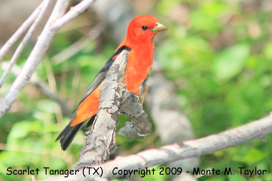Scarlet Tanager -spring male- (Texas)