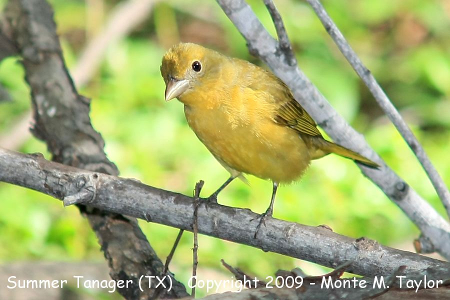Summer Tanager -spring female- (Texas)