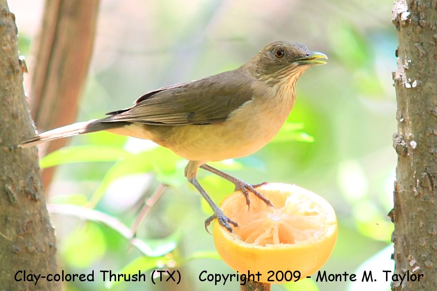 Clay-colored Thrush (Robin?) -spring- (Texas)