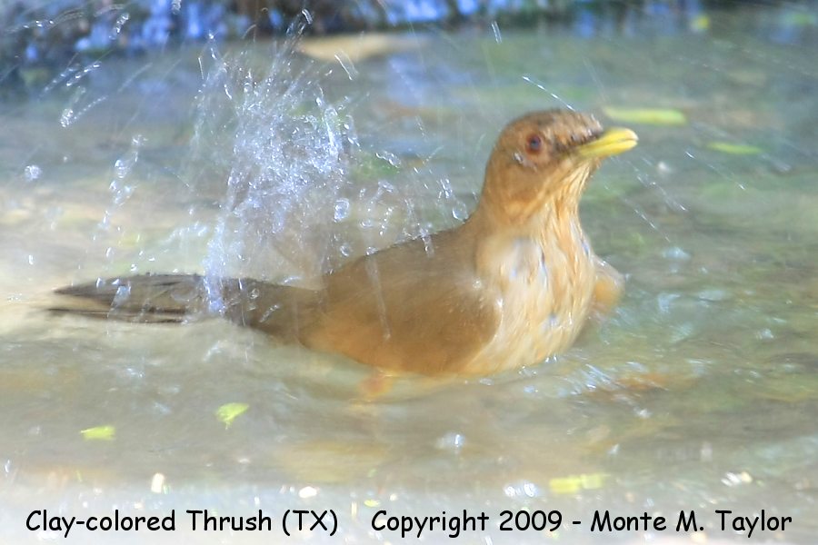 Clay-colored Thrush (Robin?) -spring- (Texas)