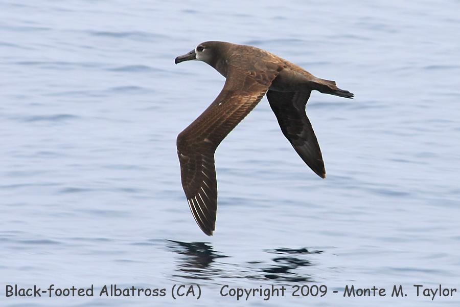 Black-footed Albatross -spring- (California)