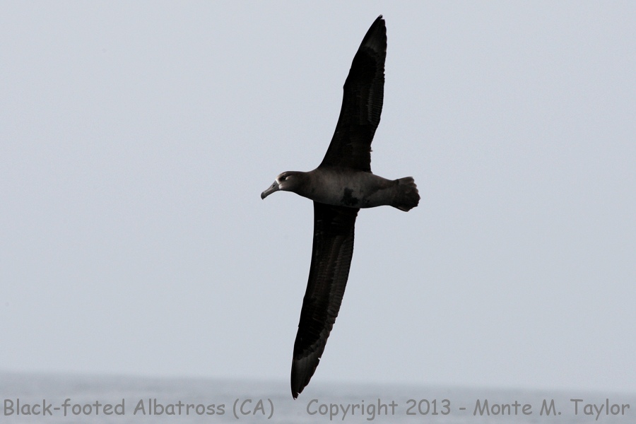 Black-footed Albatross -summer- (California)