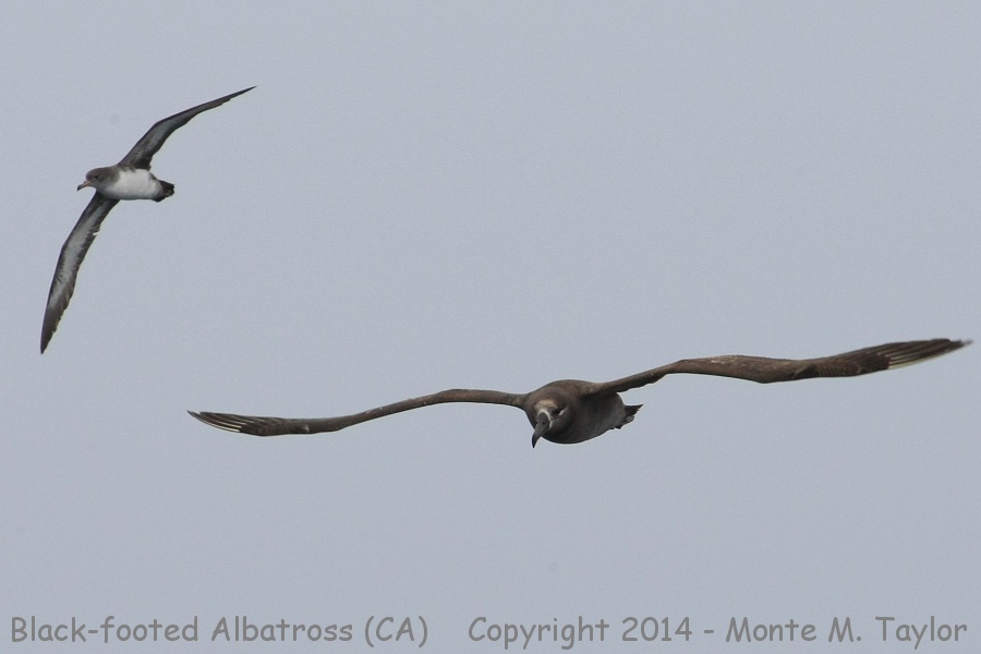 Black-footed Albatross (with Pink-footed Shearwater) -spring- (California)