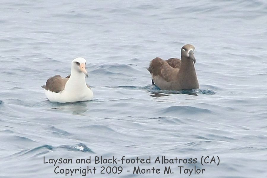Laysan Albatross -spring with Black-footed Albatross- (California)