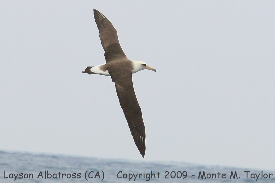 Laysan Albatross -spring dorsal- (California)