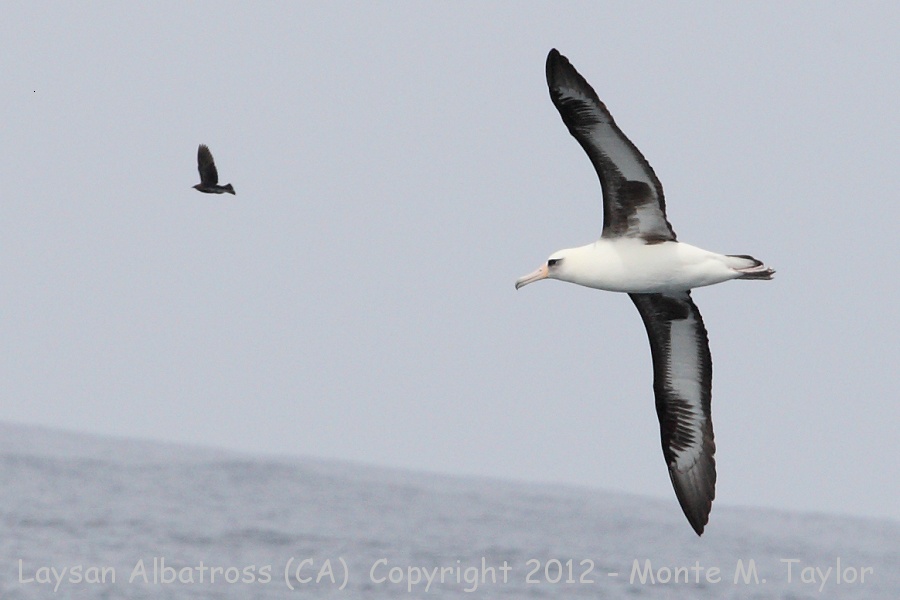 Laysan Albatross -spring chasing Brown-headed Cowbird- (California)