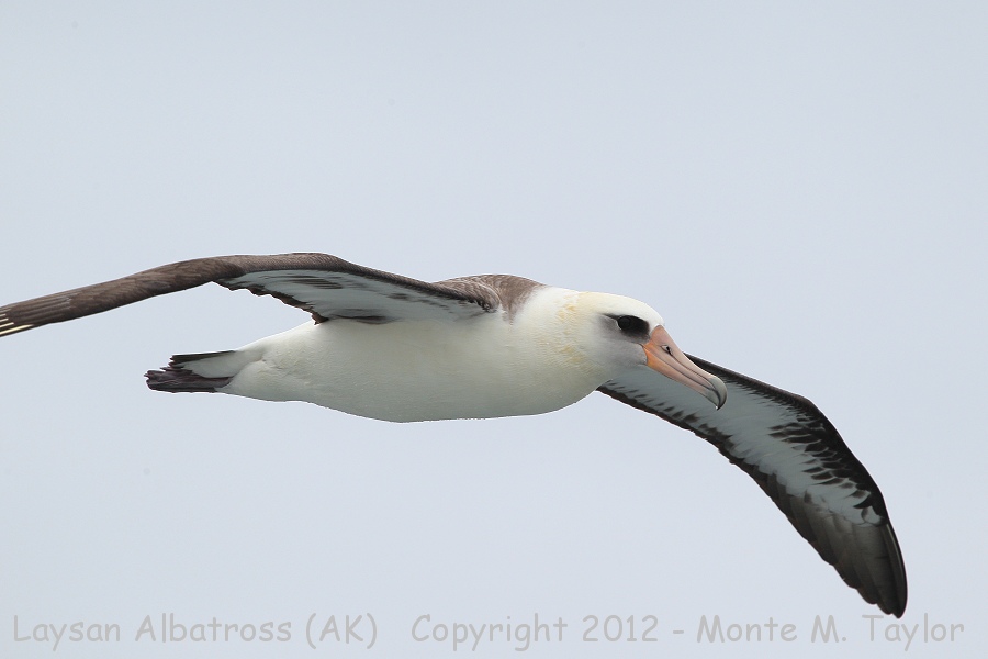 Laysan Albatross -spring- (Alaska)