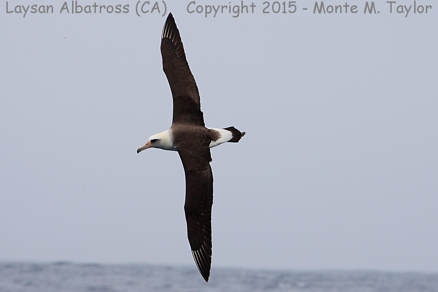Laysan Albatross -spring- (California)