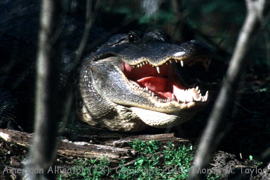 American Alligator -spring- (Texas)
