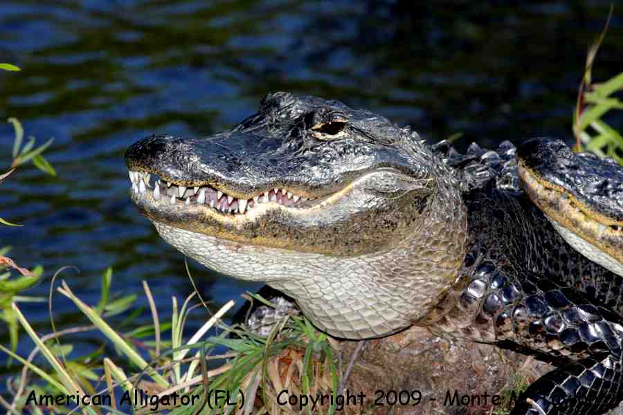 American Alligator -winter- (Everglades National Park, Florida)