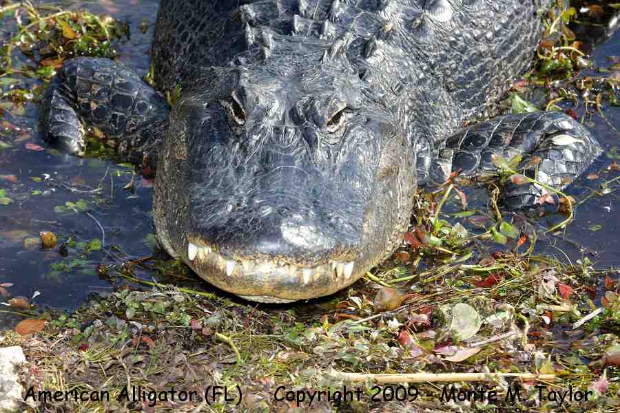 American Alligator -winter- (Everglades National Park, Florida)