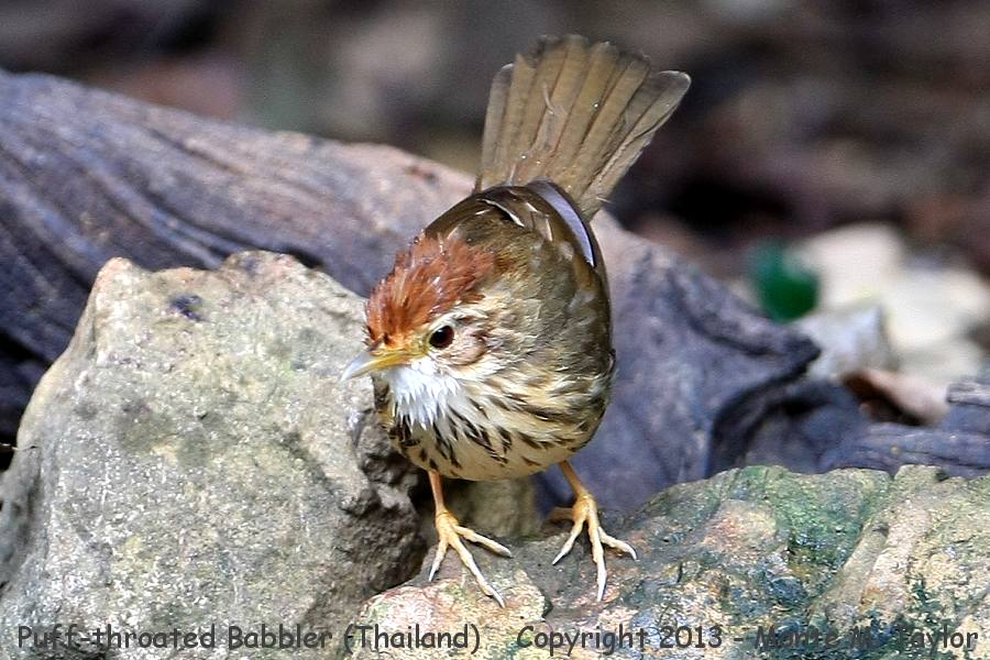 Puff-throated Babbler -winter- (Kaeng Krachan National Park, Petchaburi, Thailand)