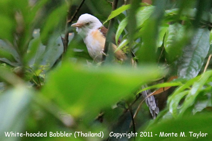 White-hooded Babbler -winter- (Kaeng Krachan National Park, Petchaburi, Thailand)