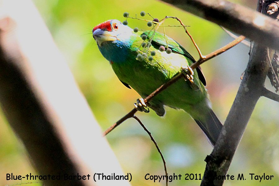 Blue-throated Barbet -winter- (Kaeng Krachan National Park, Petchaburi, Thailand)