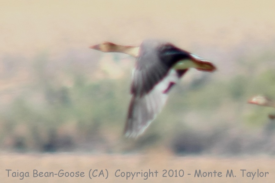 Taiga Bean-Goose -winter middendorffii- (Salton Sea, California)