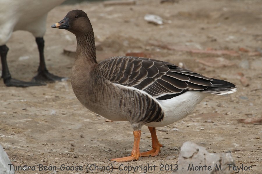 Tundra Bean-Goose -winter- (Yeyahu Wetlands Reserve, Yanqing, China)