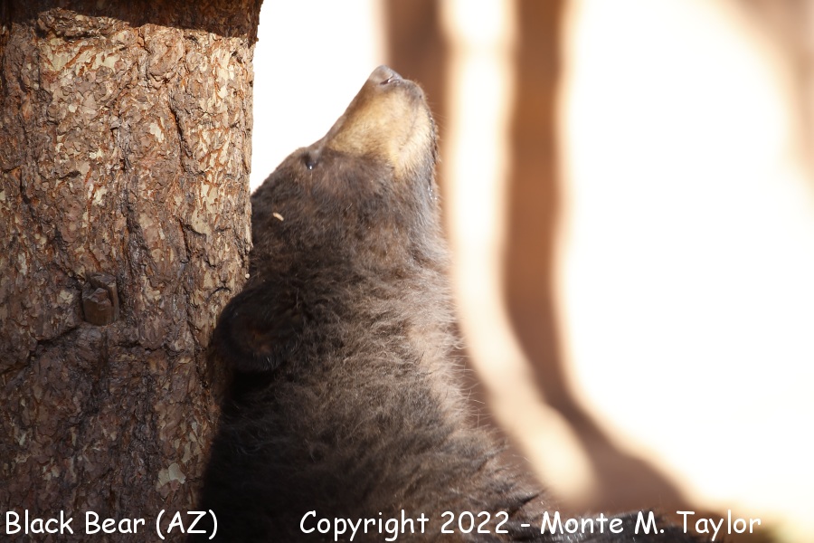 Black Bear -fall- (Arizona)