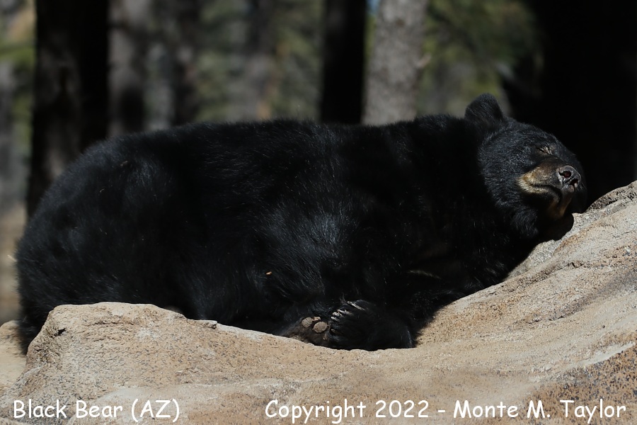 Black Bear -fall- (Arizona)
