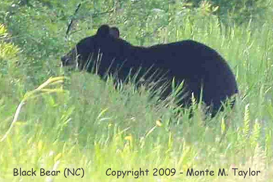 Black Bear -summer- (North Carolina)