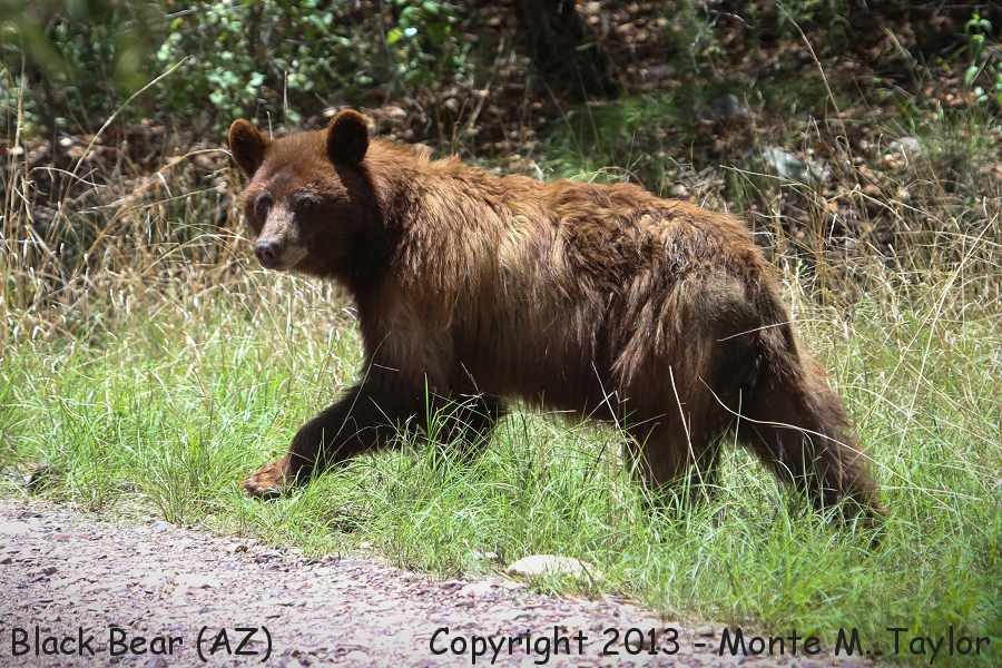 Black Bear -summer- (Huachuca Mountains, Arizona)