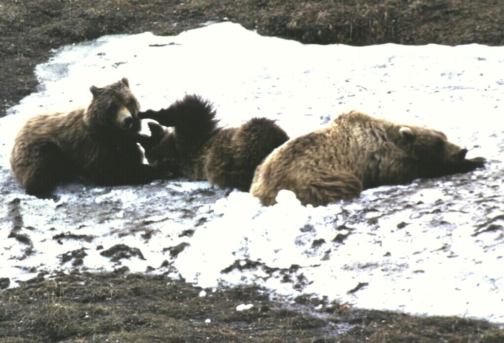 Grizzly Bear with cubs -spring- (Denali National Park, Alaska)