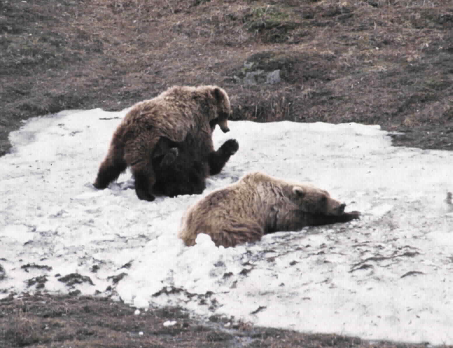 Grizzly Bear with cubs -spring- (Denali National Park, Alaska)