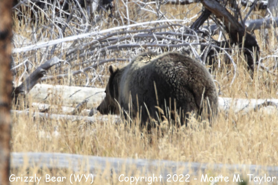 Grizzly Bear -fall male- (Yellowstone National Park, Wyoming)