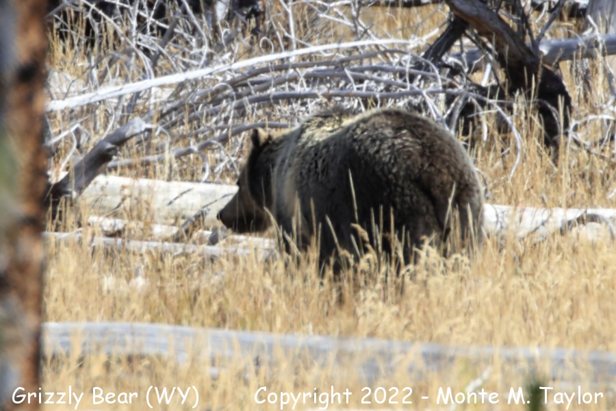 Grizzly Bear -fall male- (Yellowstone National Park, Wyoming)