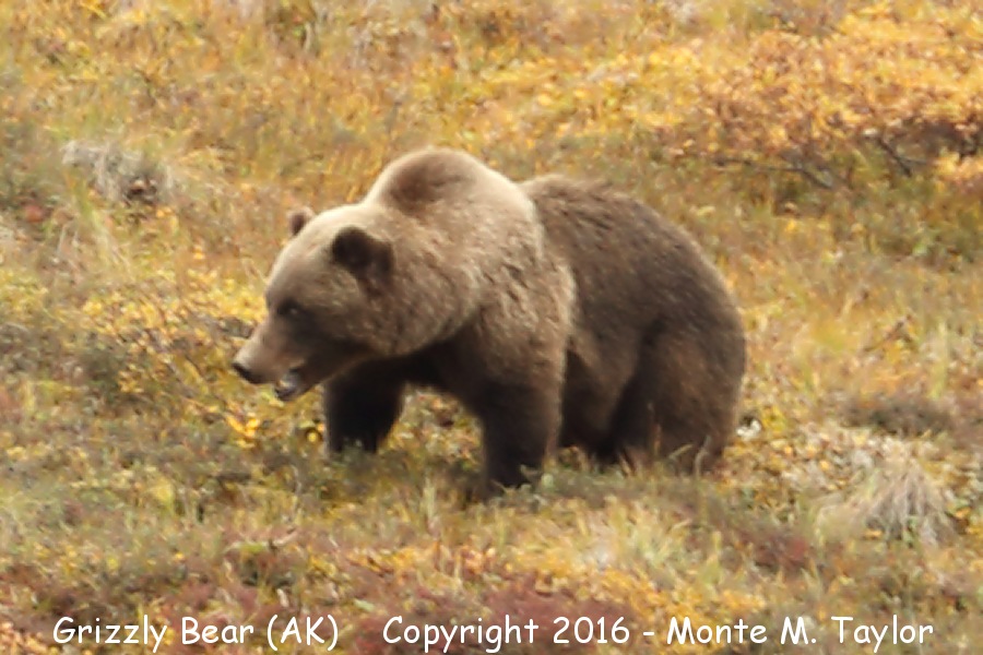 Grizzly Bear -summer male- (Denali National Park, Alaska)