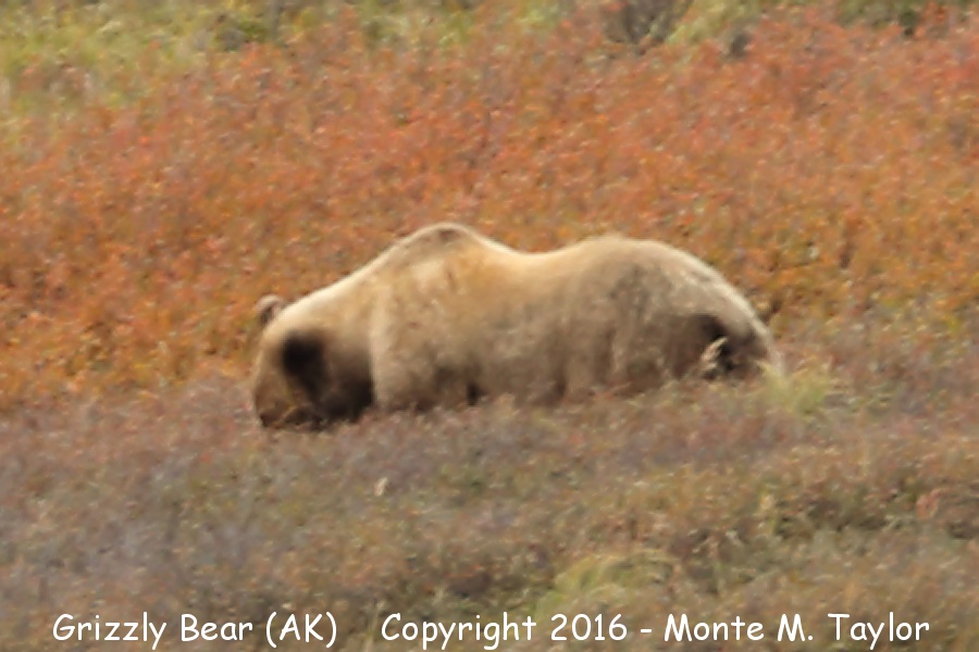 Grizzly Bear -summer female- (Denali National Park, Alaska)