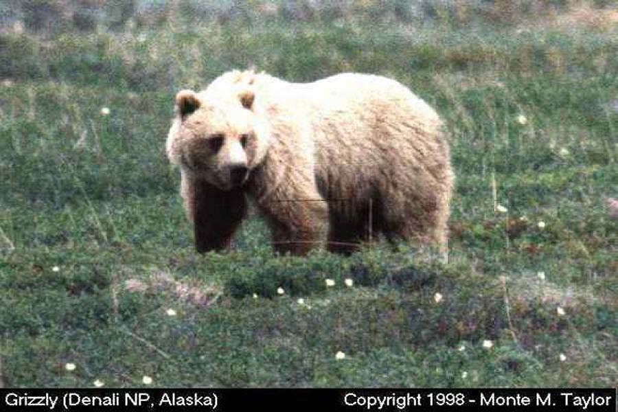 Grizzly Bear -spring- (Denali National Park, Alaska)