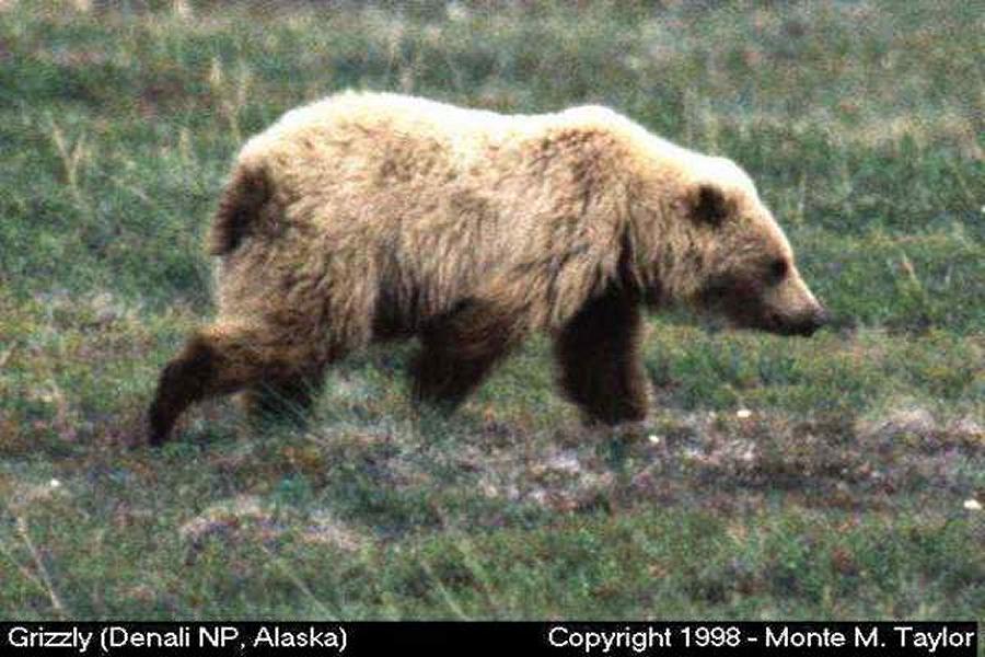 Grizzly Bear -spring- (Denali National Park, Alaska)