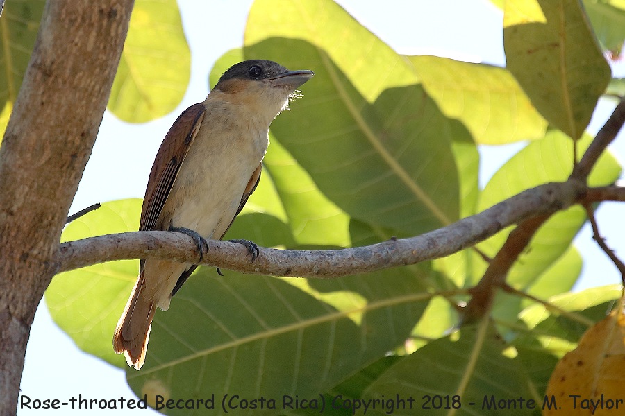 Rose-throated Becard -winter female- (Costa Rica)