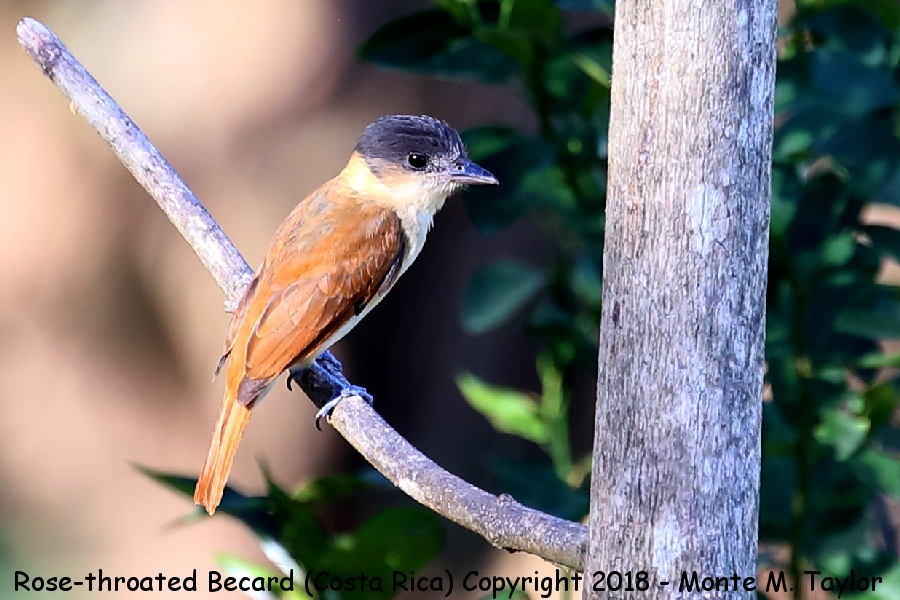 Rose-throated Becard -winter female- (Costa Rica)