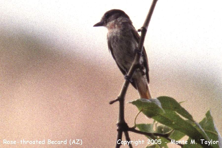 Rose-throated Becard -spring male- (Arizona)