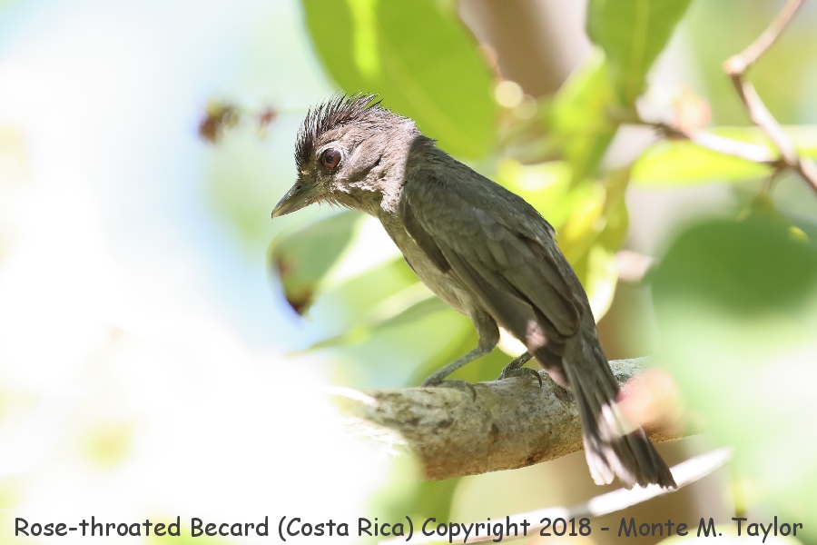 Rose-throated Becard -winter male- (Costa Rica)