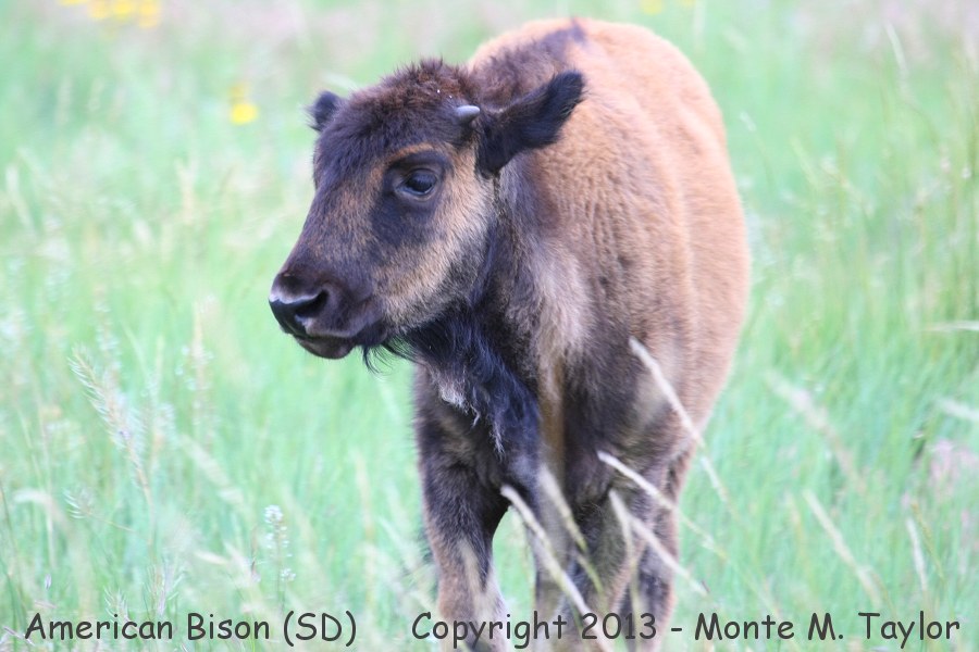 American Bison (Buffalo) -summer male calf- (South Dakota)