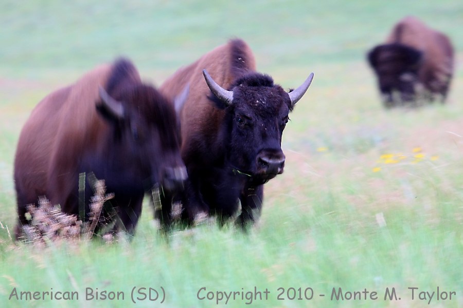 American Bison (Buffalo) -summer male- (South Dakota)