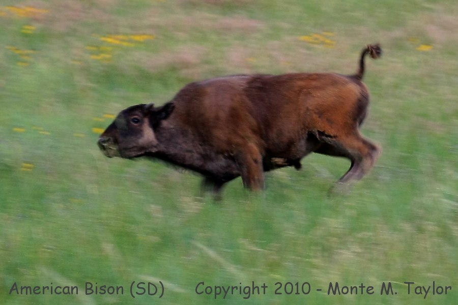 American Bison (Buffalo) -summer calf- (South Dakota)