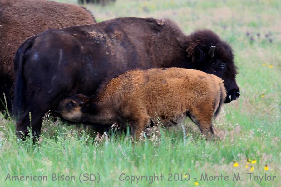 American Bison (Buffalo) -summer female w/calf- (South Dakota)