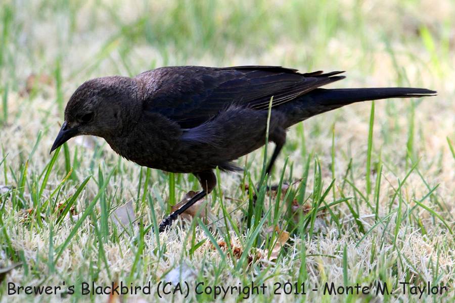 Brewer's Blackbird -spring female- (California)