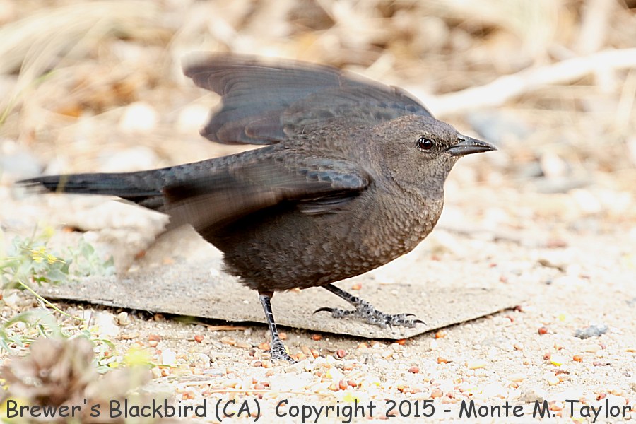 Brewer's Blackbird -spring female- (California)