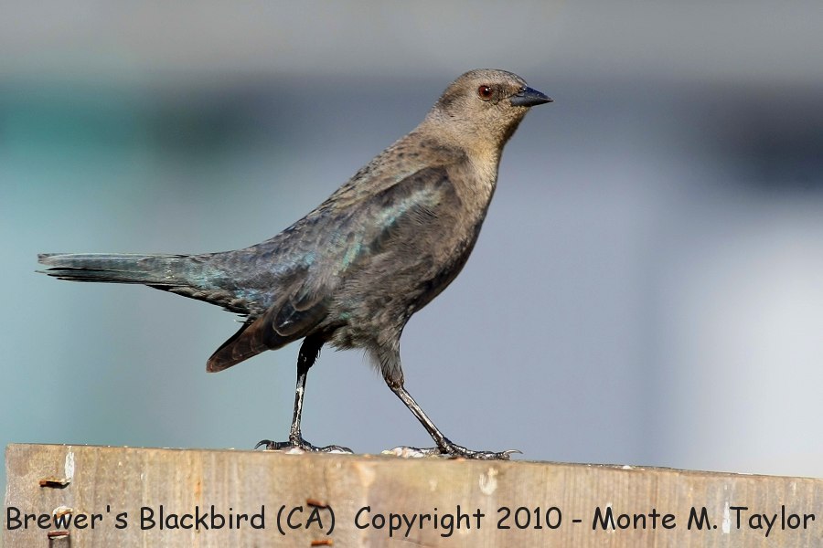 Brewer's Blackbird -winter female- (California)