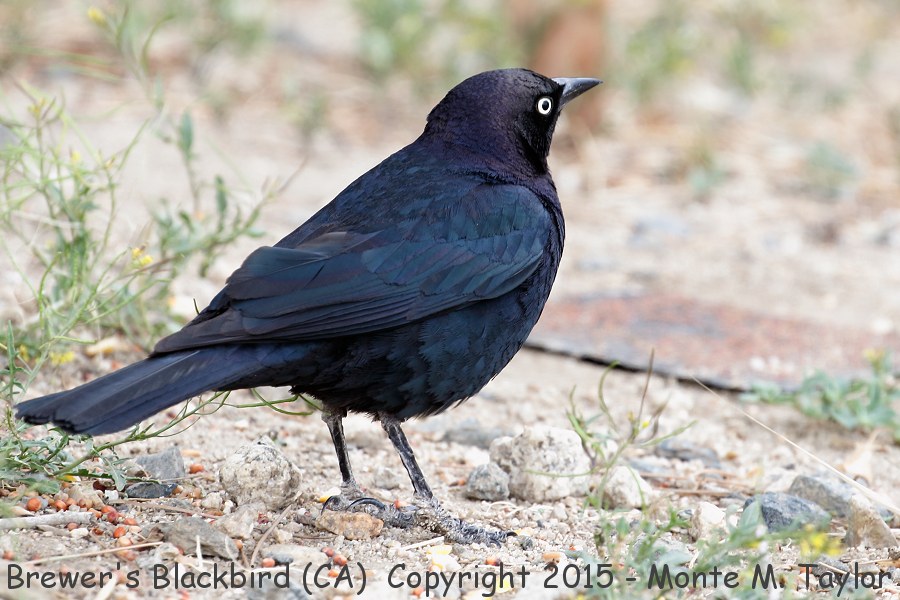 Brewer's Blackbird -spring male- (California)