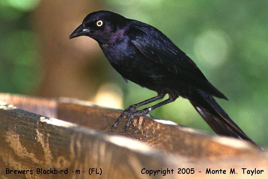 Brewer's Blackbird -spring male- (Florida)